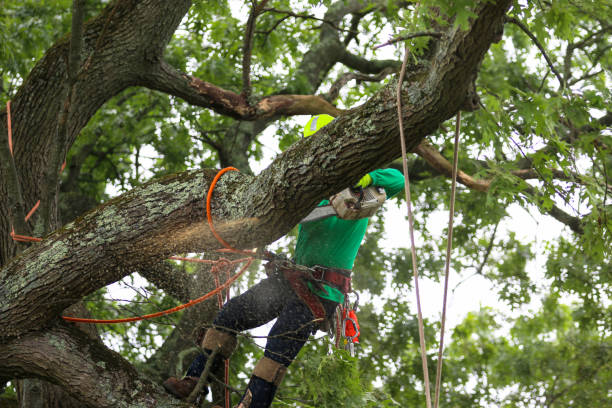 Lawn Renovation and Restoration in Vega, TX